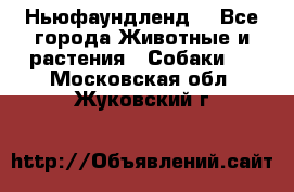 Ньюфаундленд  - Все города Животные и растения » Собаки   . Московская обл.,Жуковский г.